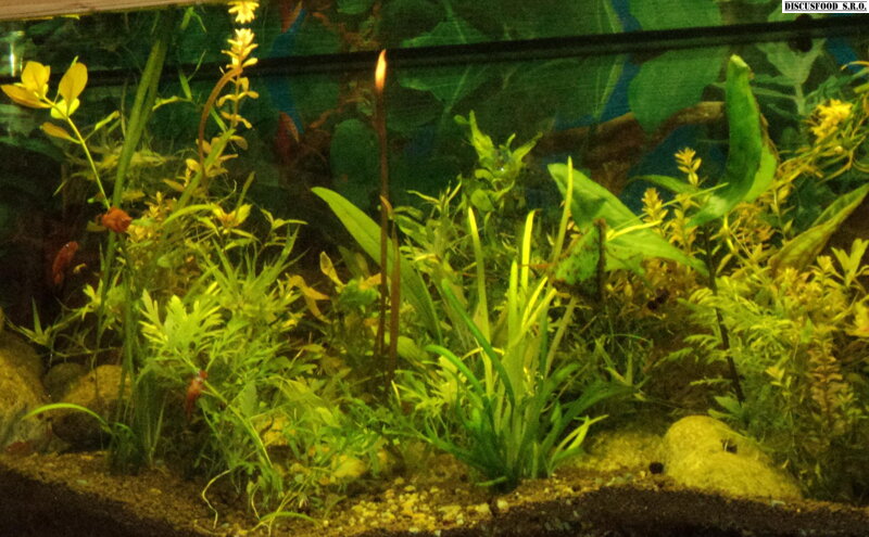 Sada akvarijních rostlin - velká