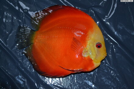 fuji red 11-13cm