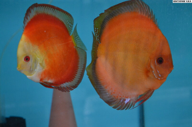 georgeus red pair