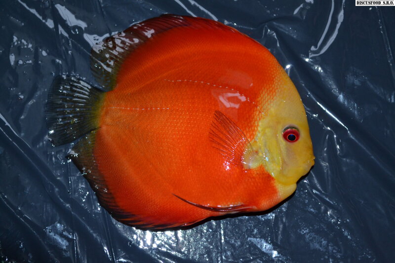 fuji red 11-13cm