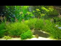 Angelfisch Supergrowth 80g 175ml.Discusfood